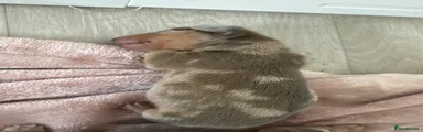 Miniature Dachshund 5