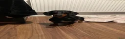 Dachshund dogs for sale: 1 year old Dachshund - Advert 3
