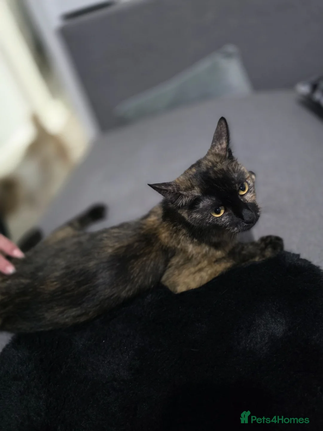Tibetan cats for sale: Lukas  in Nottingham - Advert 20