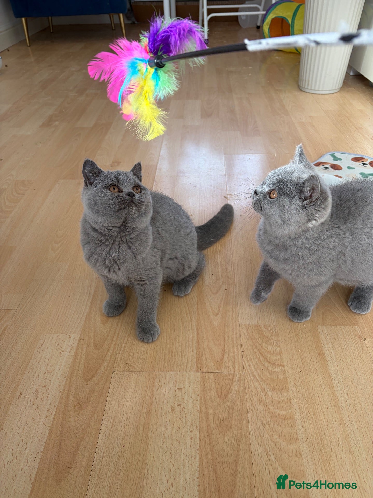 British Shorthair cats Chunky GCCF registered British Shorthair Blue boys - Advert 1