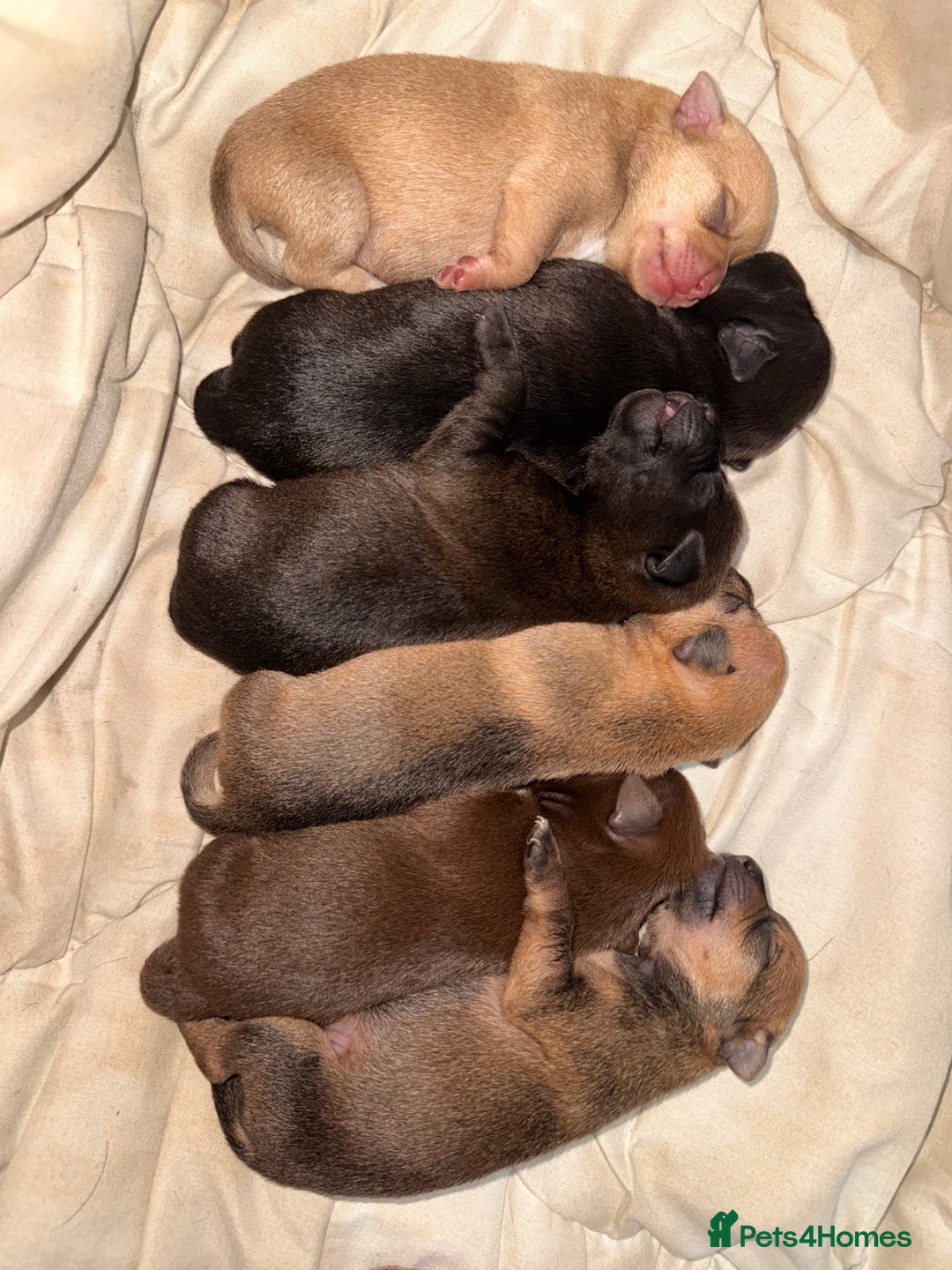 Mixed Breed dogs for sale: 6 jackmix puppies ready end of December  - Advert 10