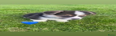 Welsh Corgi Pembroke 3
