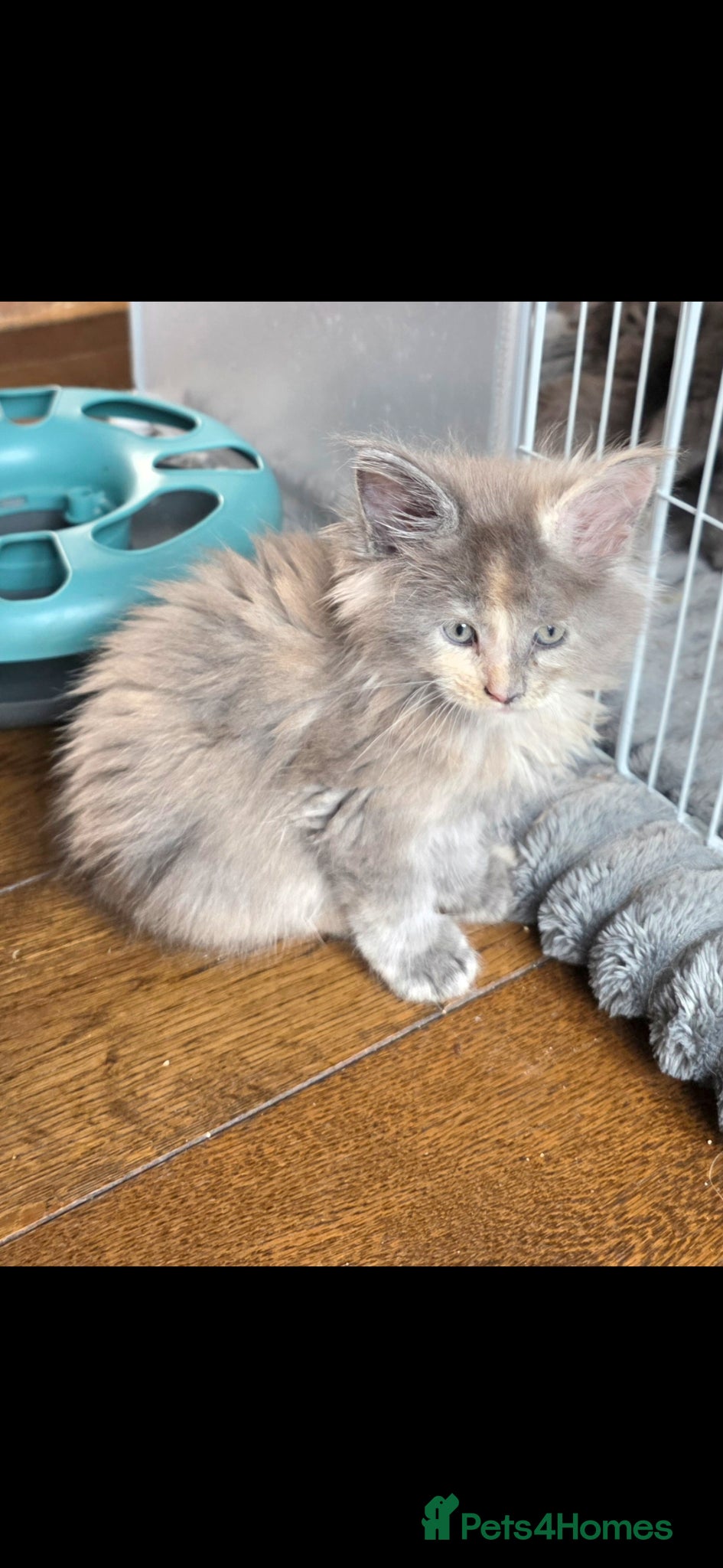 Maine Coon cats Maine coon pedigree kittens  - Advert 4