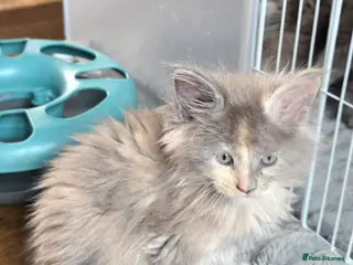 Maine Coon cats Maine coon pedigree kittens - Advert 4