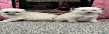Ragdoll 1 boy