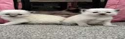 Ragdoll cats for sale: Pure blue point ragdolls  - Advert 37