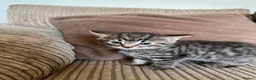 Mixed Breed cats for sale: Grey and black striped kittens For Sale - Advert 8