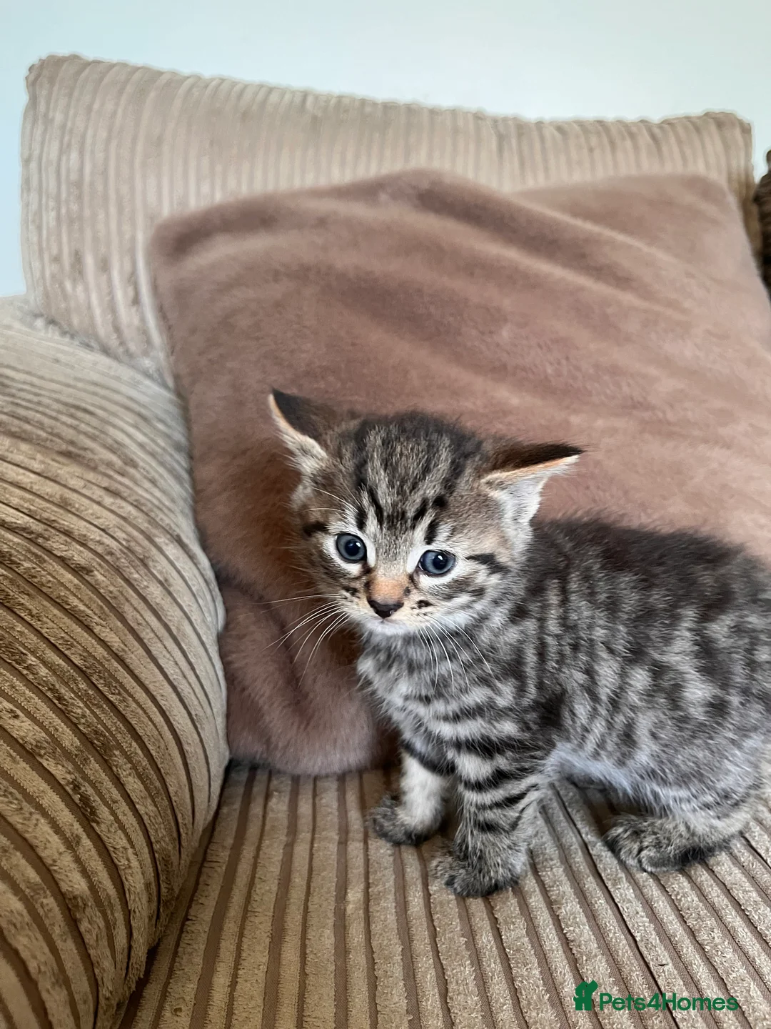 Mixed Breed cats for sale: Grey and black striped kittens For Sale - Advert 8