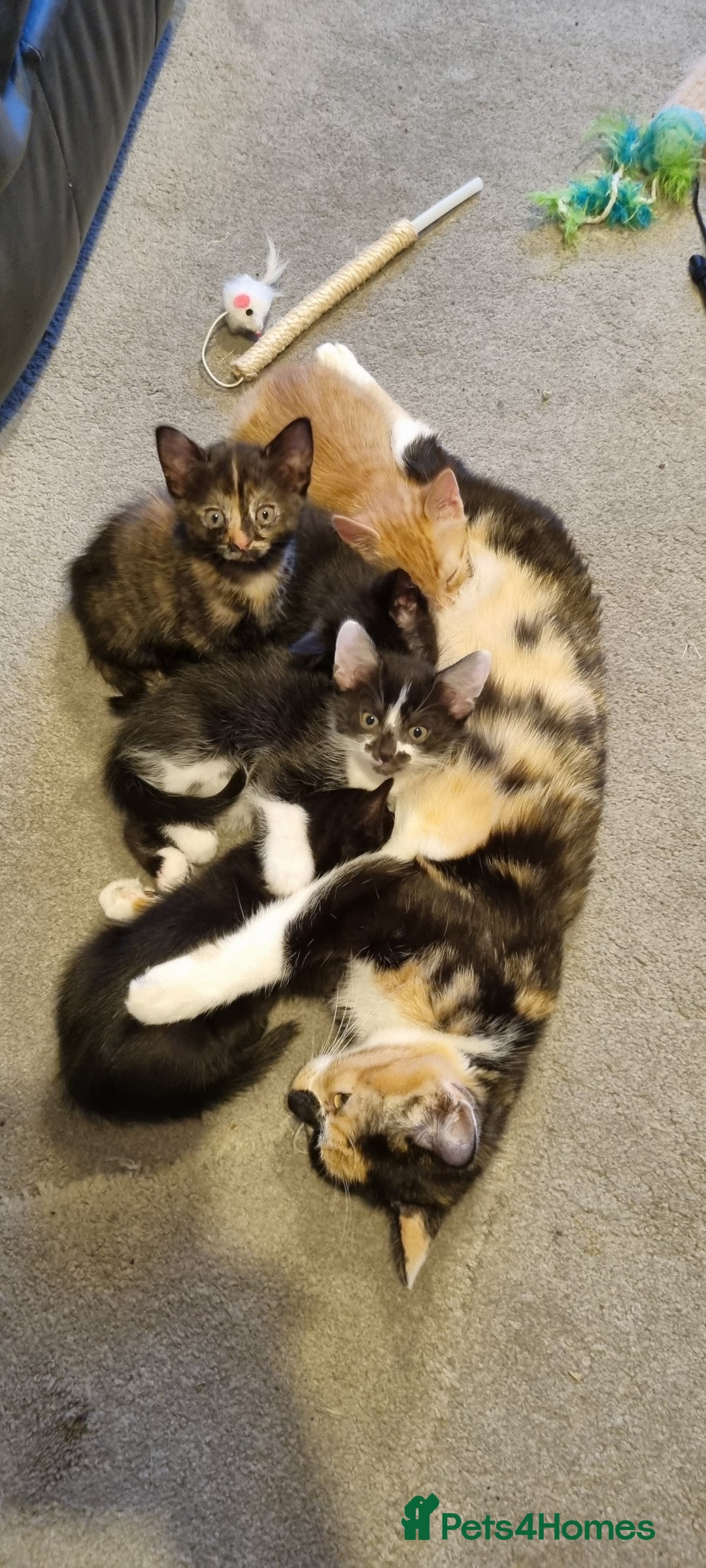 Mixed Breed cats for sale: 2 Little Black Girl Kittens - Advert 6