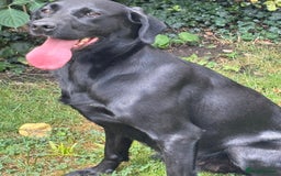 Labrador Retriever dogs for sale: Labrador Bitch - Image 4