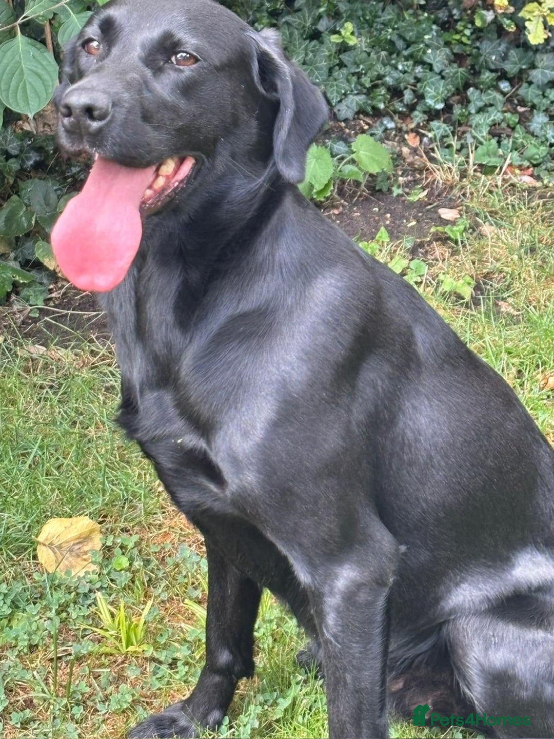 Labrador Retriever dogs for sale: Labrador Bitch - Image 4