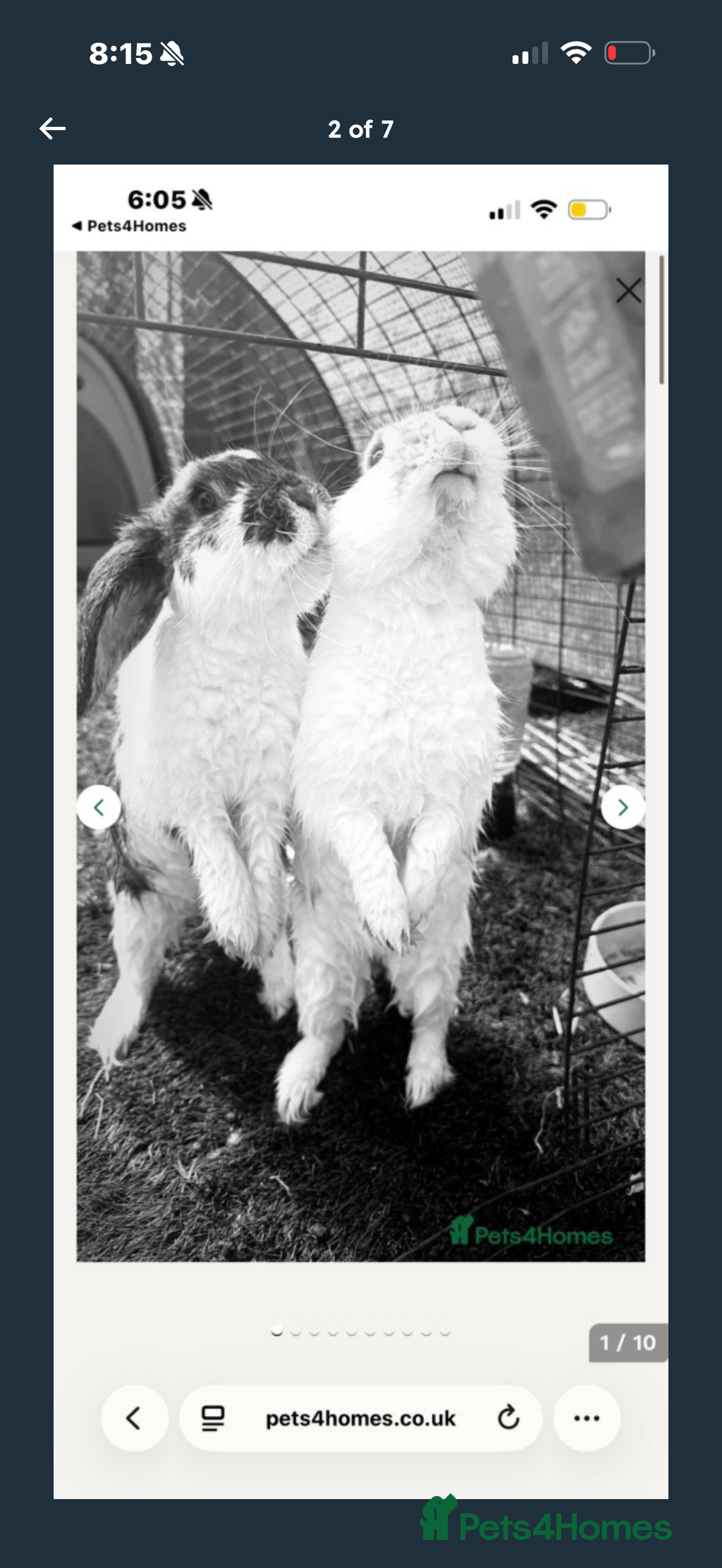 English Lop rabbits for sale: english lop beautiful rabbit Benji - Advert 4