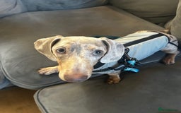 Miniature Dachshund dogs for sale: Miniature Dachshund - Advert 3