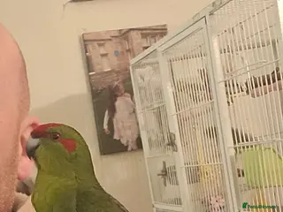 Mixed Breed birds Tame Kakariki chicks - Advert 1