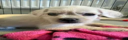 Mixed Breed dogs for sale: REDUCED** READY TO GO** - Advert 1