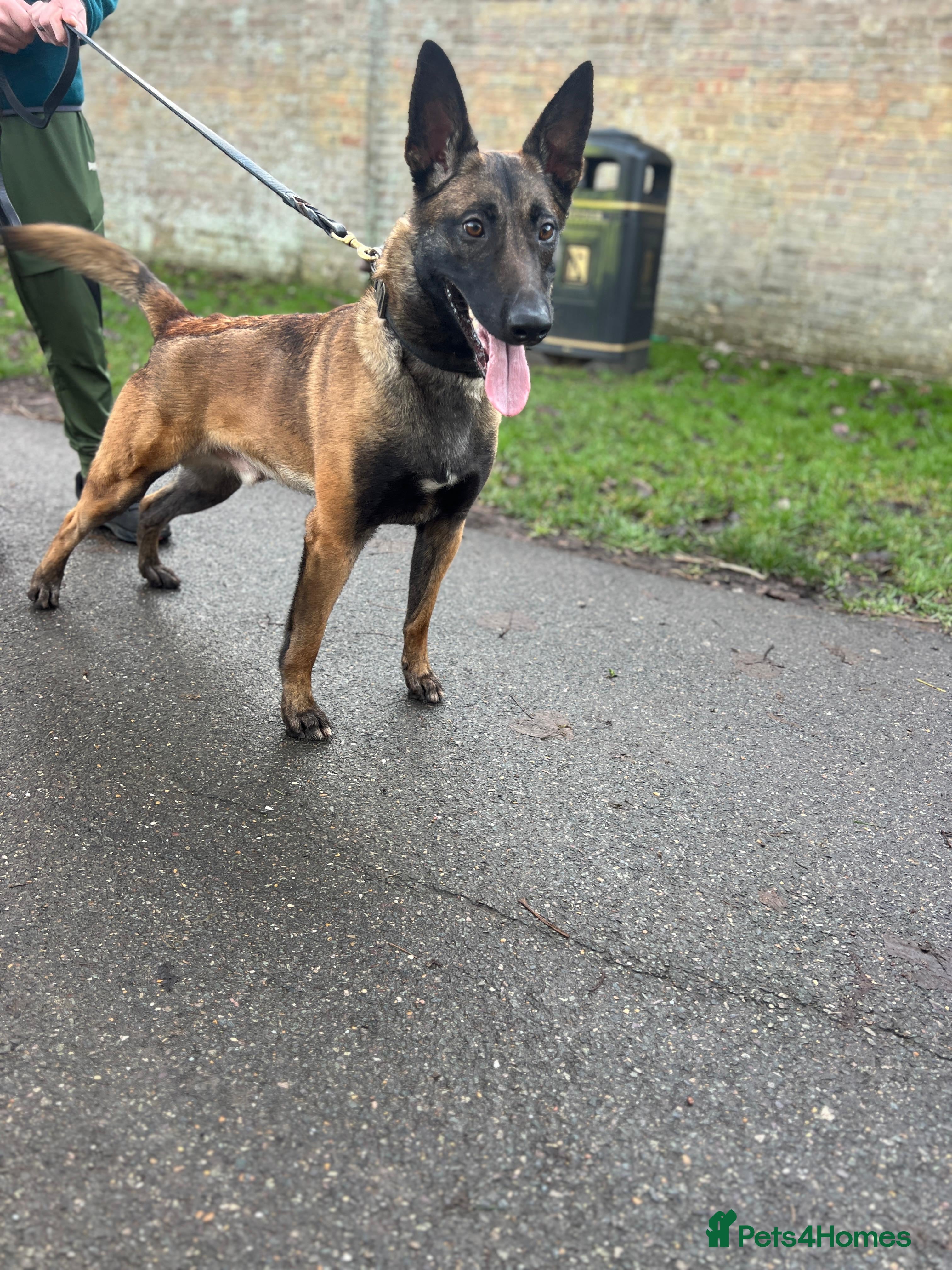 Belgian Shepherd Dog dogs Handsome Belgian Shepherd - Advert 1