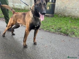 Belgian Shepherd Dog dogs Handsome Belgian Shepherd - Advert 10