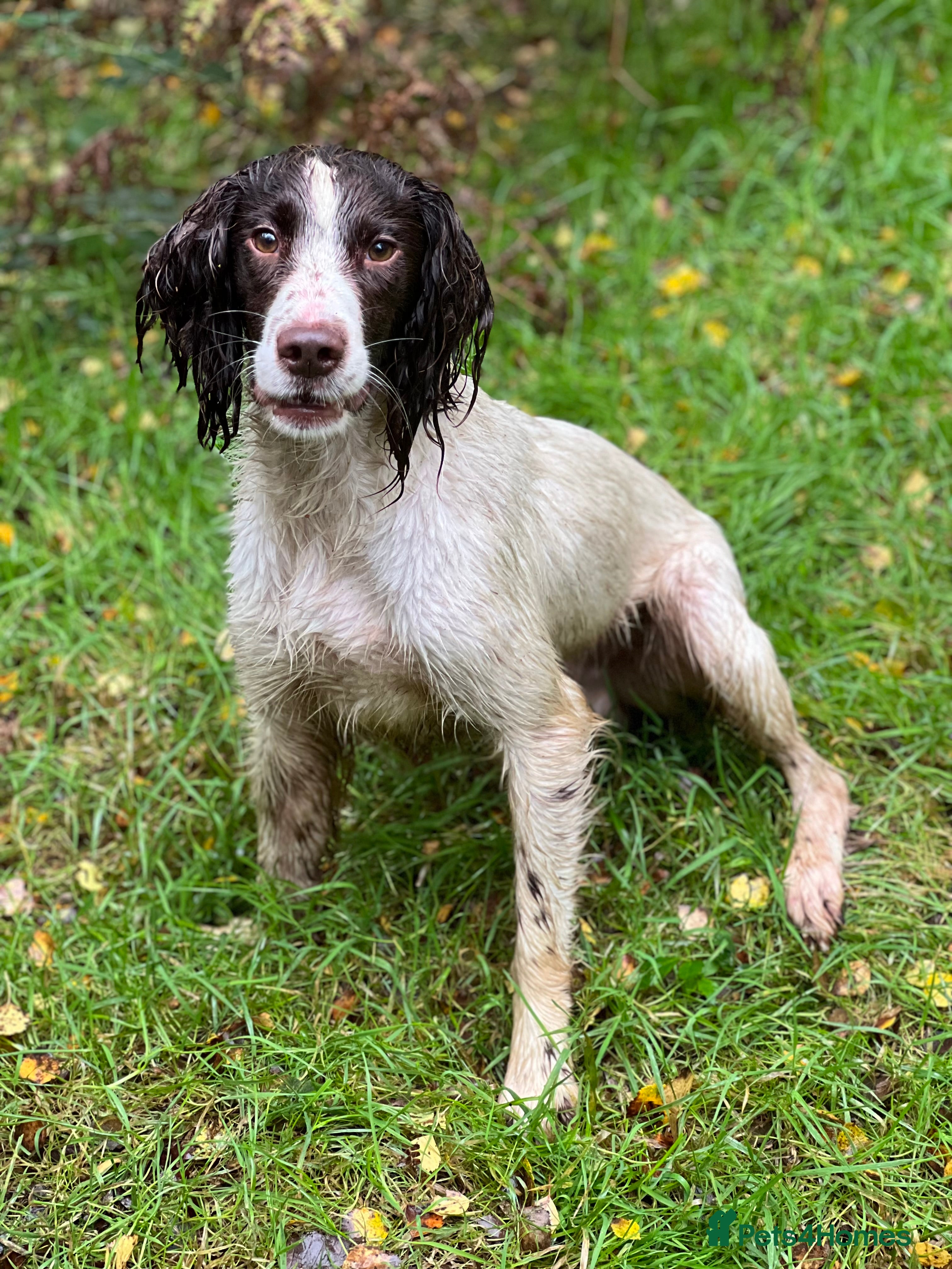 English Springer Spaniel dogs Springer dog at stud  in Preston - Advert 1