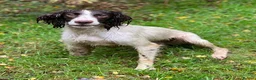 English Springer Spaniel dogs for stud: Springer dog at stud  in Preston - Advert 1