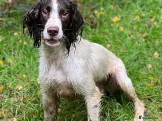 English Springer Spaniel dogs Springer dog at stud in Preston - Advert 2