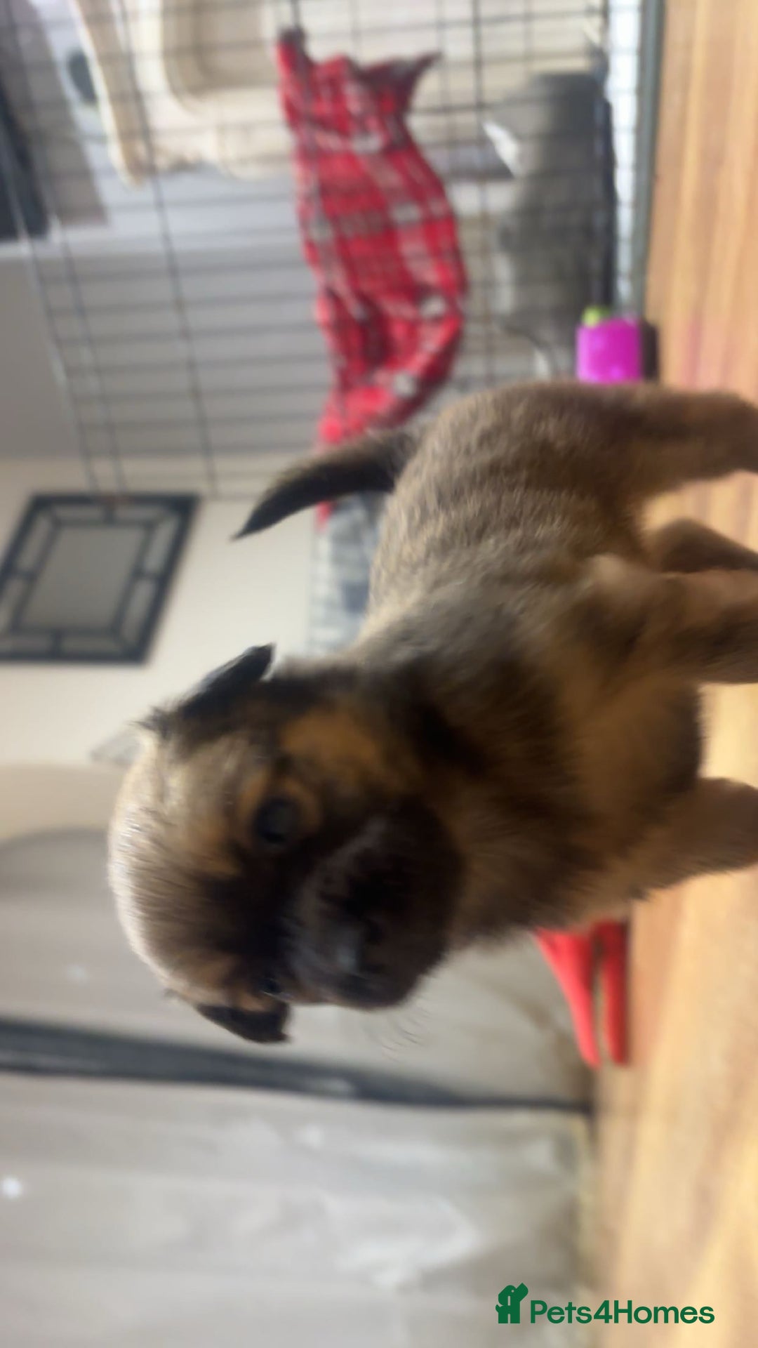 Chihuahua dogs for sale: MERLE CHIHUAHUAS 🐶 2 BOYS 1 GIRL STILL AVAILABLE - Advert 35