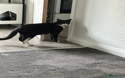 Domestic Shorthair cats for sale: 2 lovely brothers need a loving home  - Image 3