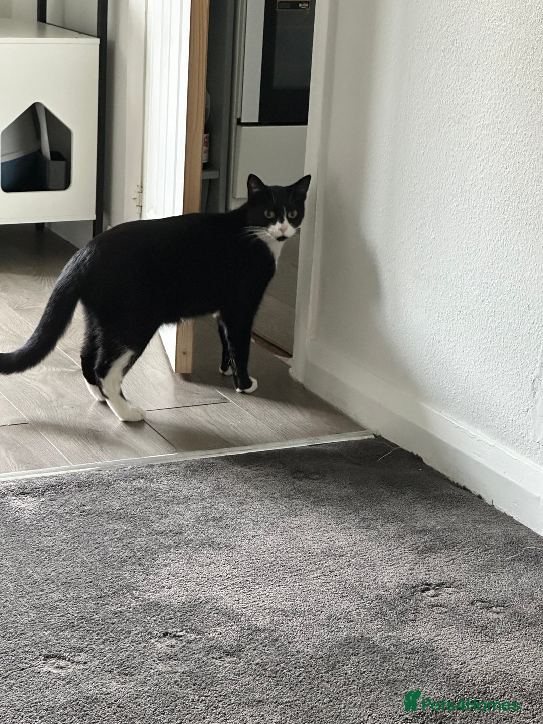 Domestic Shorthair cats for sale: 2 lovely brothers need a loving home  - Image 3