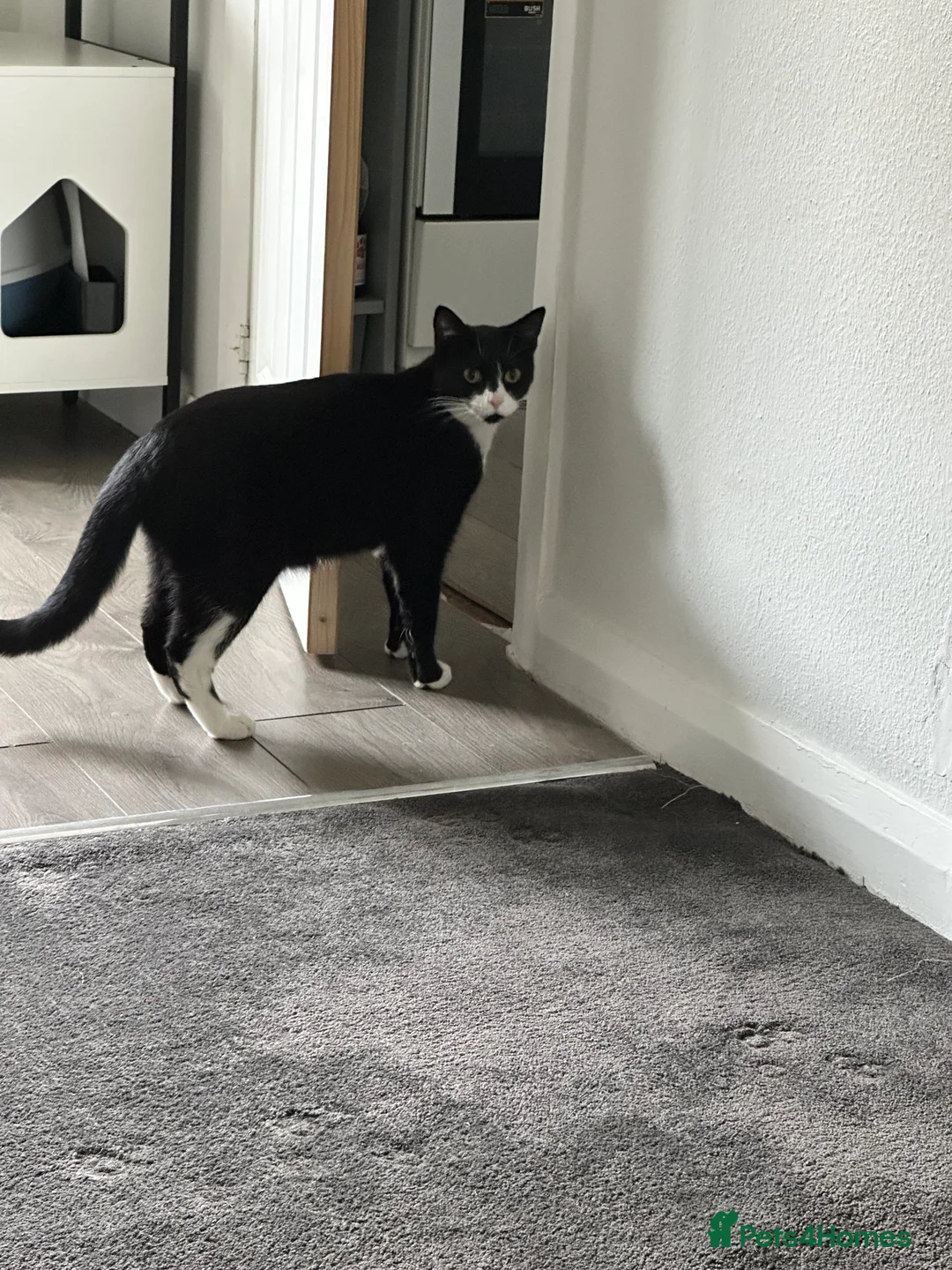 Domestic Shorthair cats for sale: 2 lovely brothers need a loving home  - Advert 3