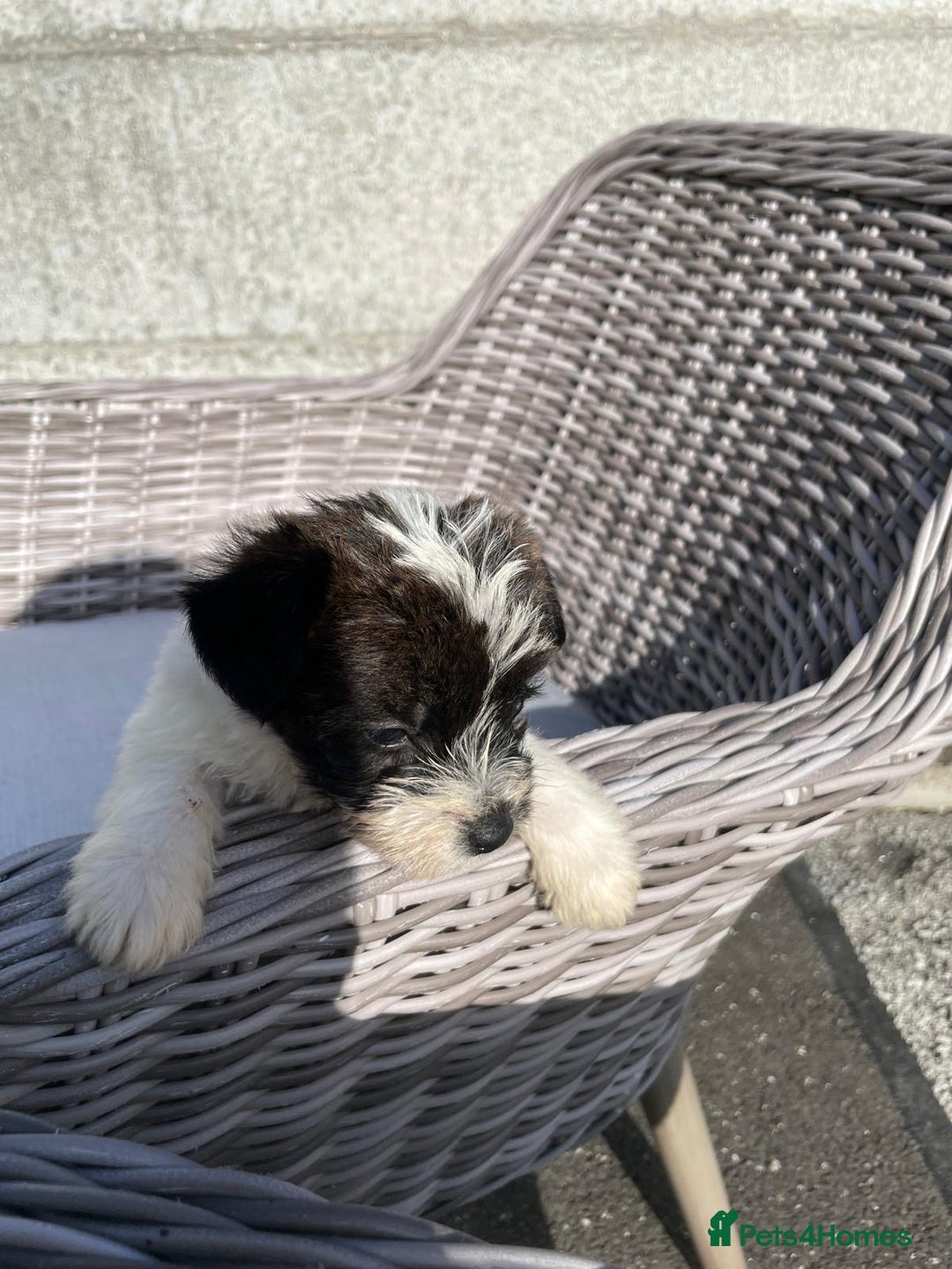 Jackapoo dogs for sale: 4 Jackapoo puppies - Image 7