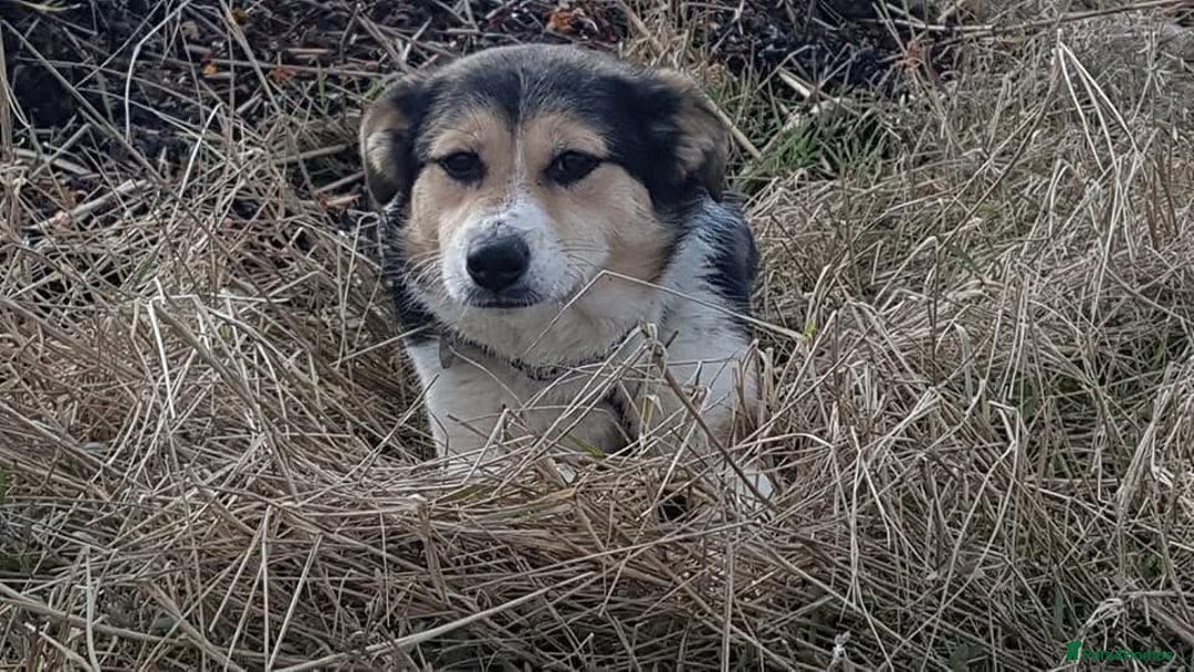 Mixed Breed dogs for adoption: Tara - Norwich Norfolk  - Advert 10