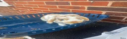 Mini Lion Lop rabbits for sale: Bert and Ernie  in Telford - Advert 2