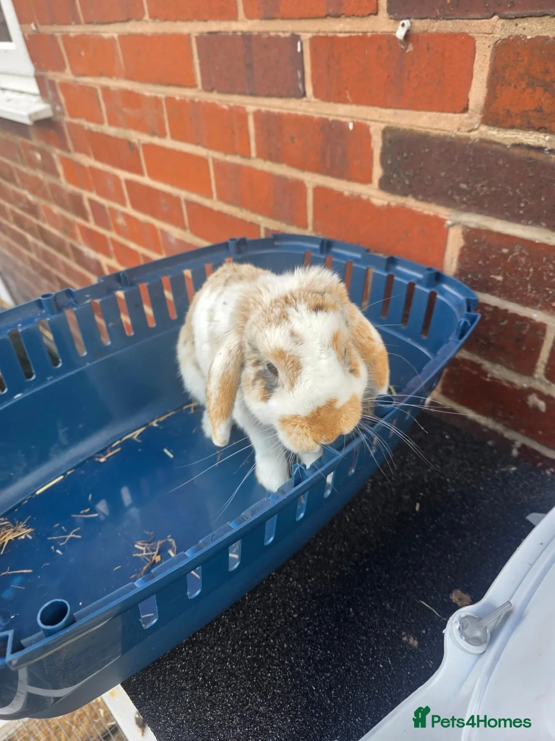 Mini Lion Lop rabbits for sale: Bert and Ernie  in Telford - Advert 2