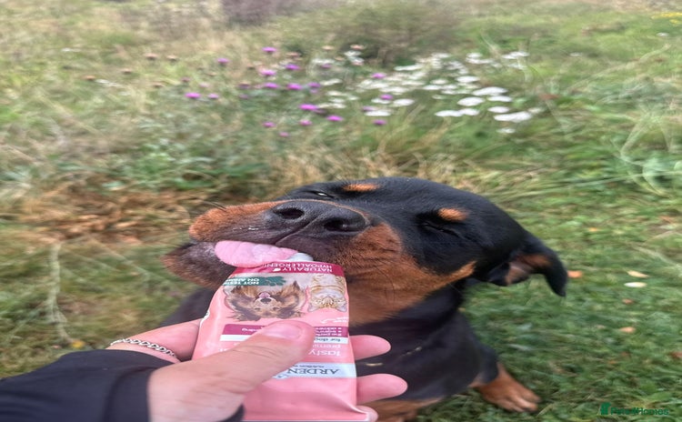 Rottweiler dogs - Advert 10