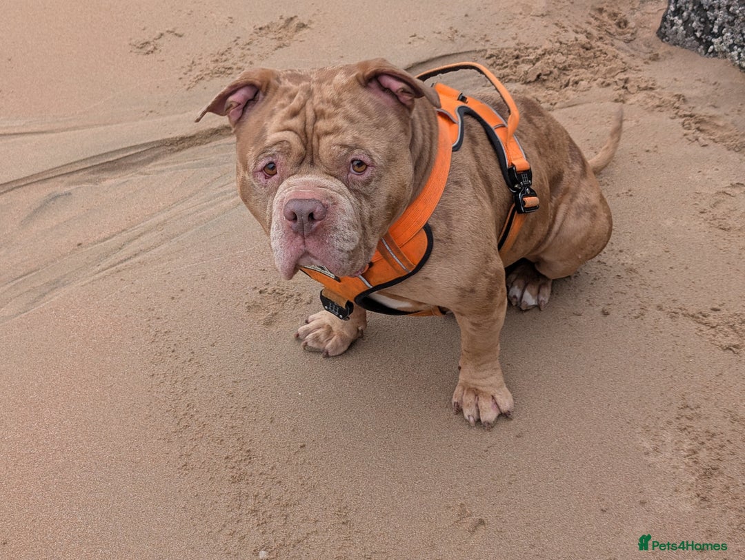 American Bully dogs for stud: Bruce  - Image 6