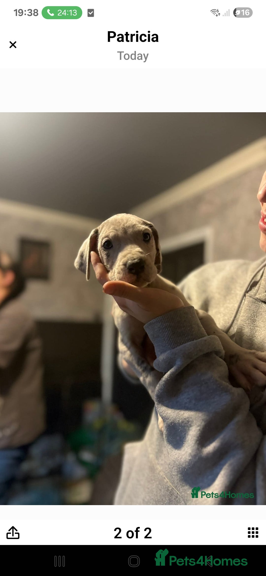 Great Dane dogs Beautiful great danes - Advert 8