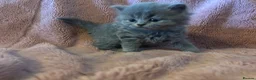 British Longhair cats for sale: British long haired blue girls  - Advert 6