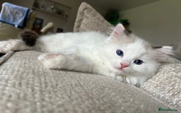 Ragdoll cats for sale: 🐾 Family reared GCCF reg ragdoll Kitten🐾 - Advert 8