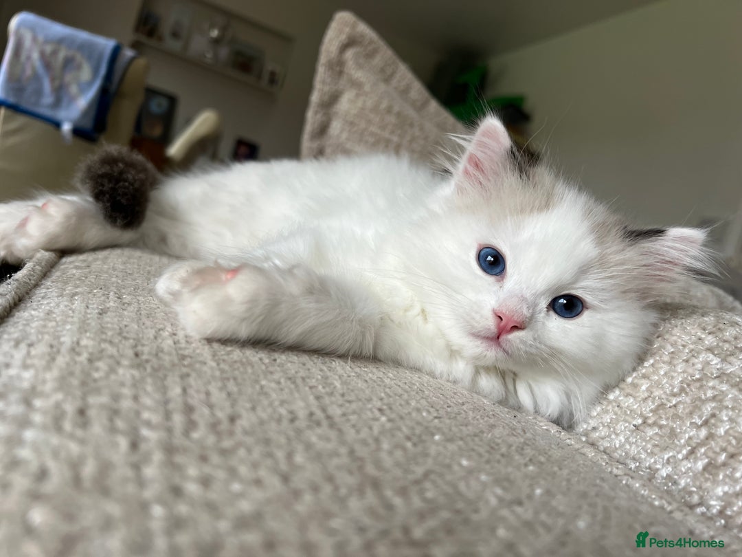 Ragdoll cats for sale: 🐾 Family reared GCCF reg ragdoll Kitten🐾 - Advert 8