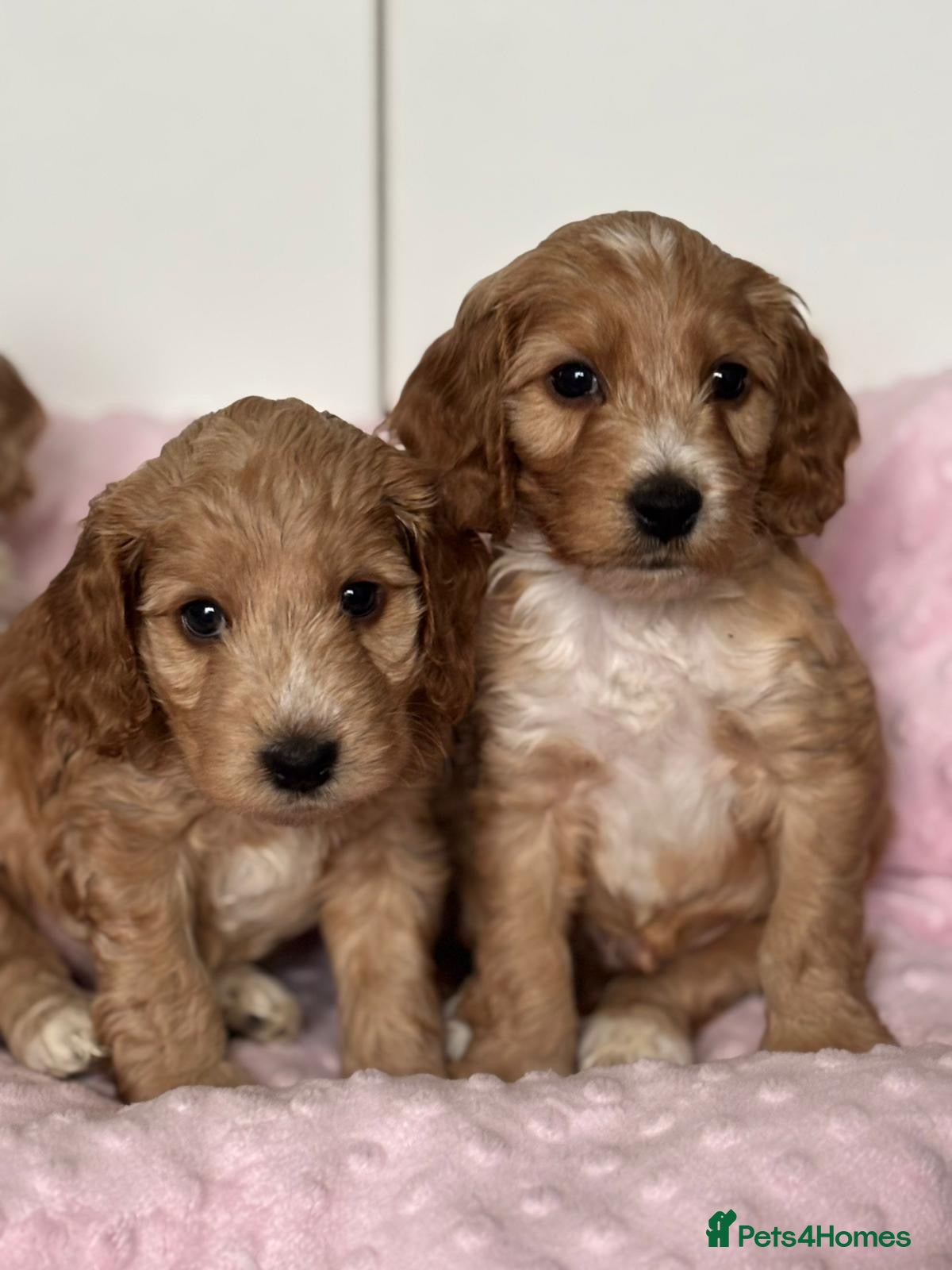 Mixed Breed dogs Stunning Cockerpoo Puppies - Advert 1