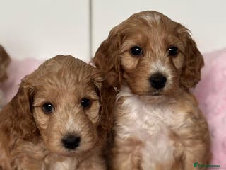 Mixed Breed dogs Stunning Cockerpoo Puppies - Advert 1
