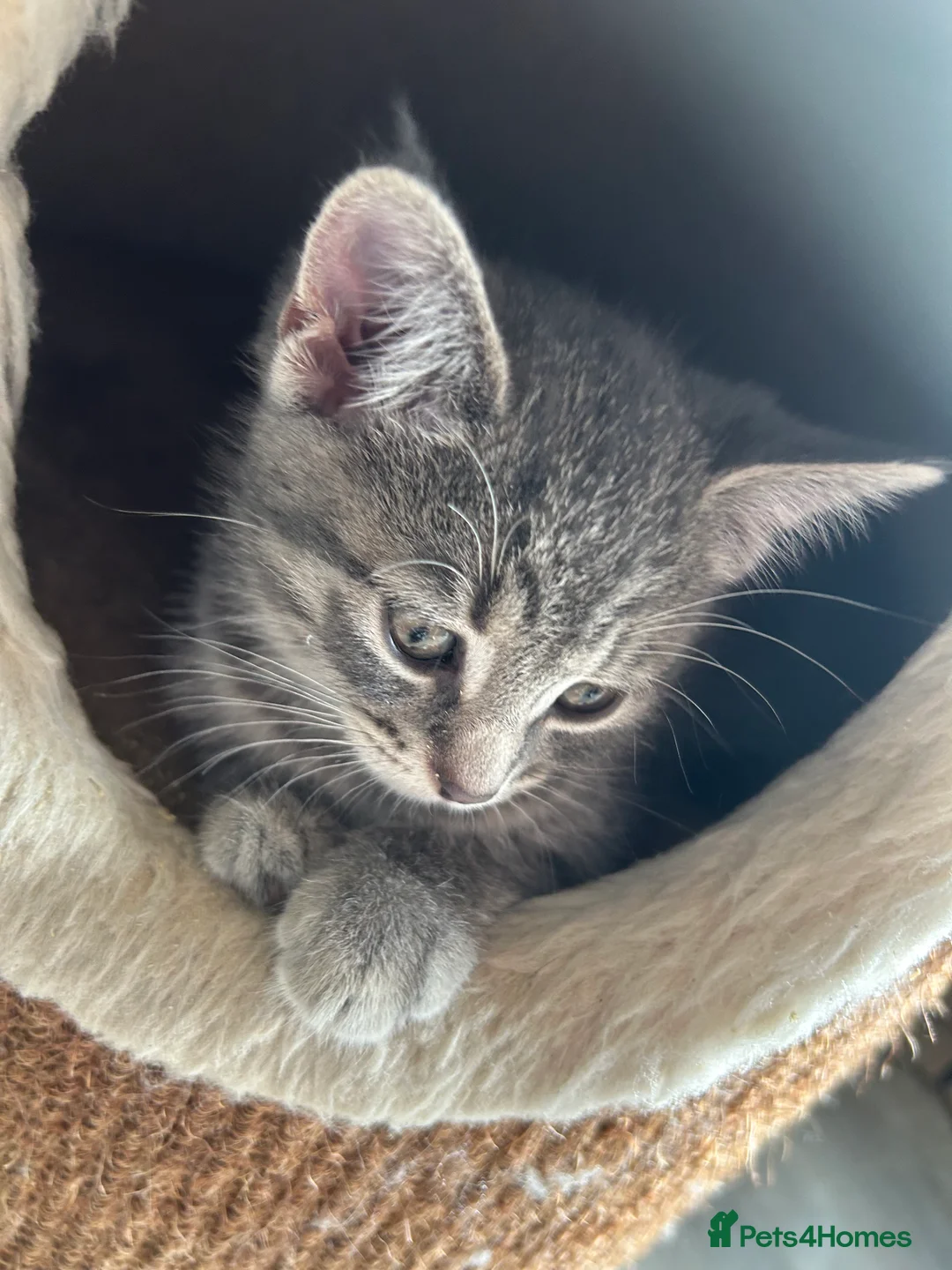 Mixed Breed cats for sale: Ready for new homes now! in Lichfield - Advert 2