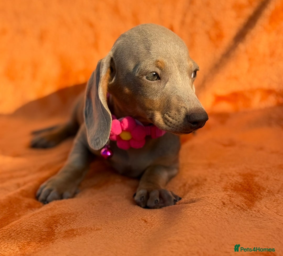 Miniature Dachshund dogs for sale: KC Reg Miniature Dachshund Puppies  - Image 14