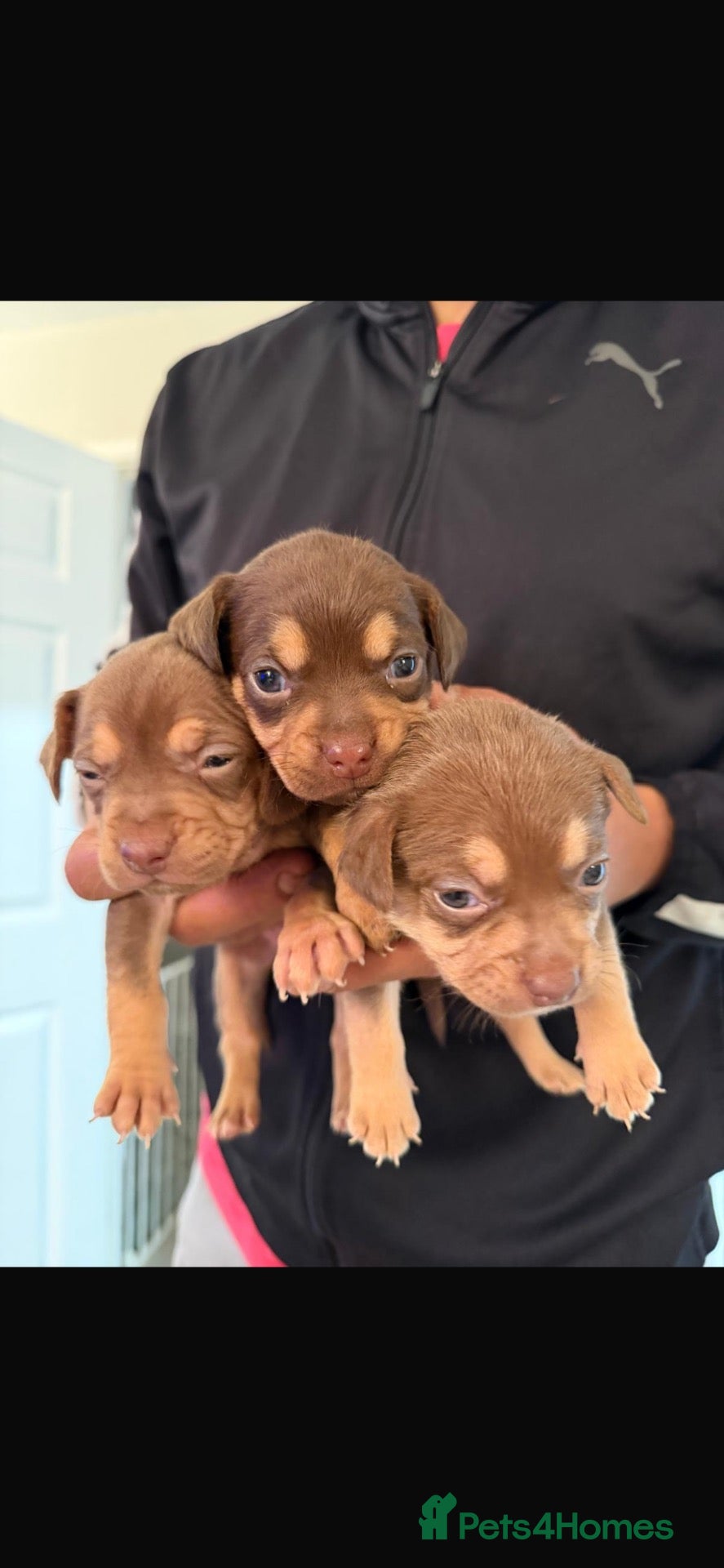 Mixed Breed dogs 7 Beautiful Frenchie x dashund pups  - Advert 19
