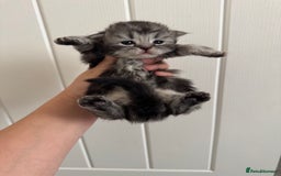 Persian cats for sale: Pure persian kittens - Advert 9