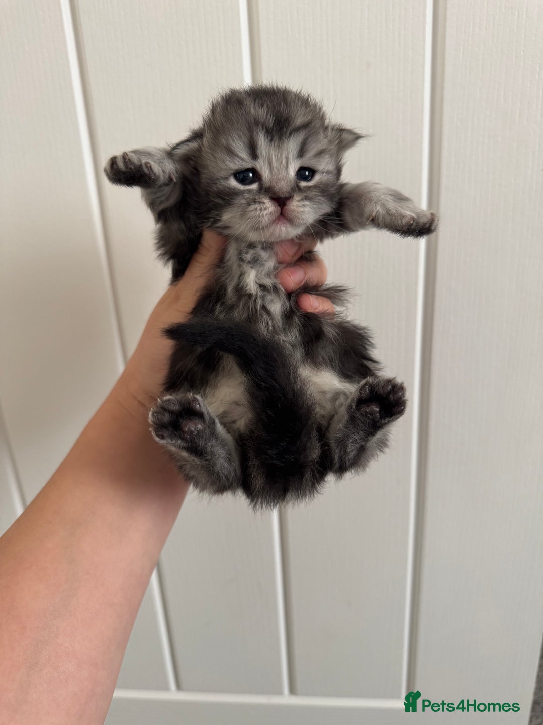 Persian cats for sale: Pure persian kittens - Advert 9