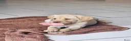 Labrador Retriever dogs for sale: Labrador Pups KC Reg Health Tested - Advert 5