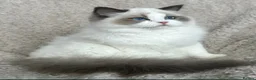 Ragdoll cats for sale: Raggymascot Catery Ragdolls - Advert 14