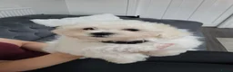 Maltese dogs for sale:  Beautiful Maltese Puppies Looking Loving Homes  - Advert 13
