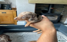 Miniature Dachshund dogs for sale: 🐾READY TO LEAVE NEXT WEEK🐾 - Image 16