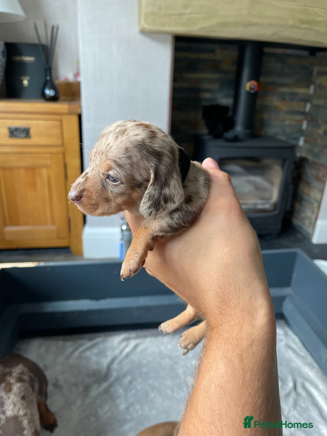 Miniature Dachshund dogs for sale: 🐾READY TO LEAVE NEXT WEEK🐾 - Image 16